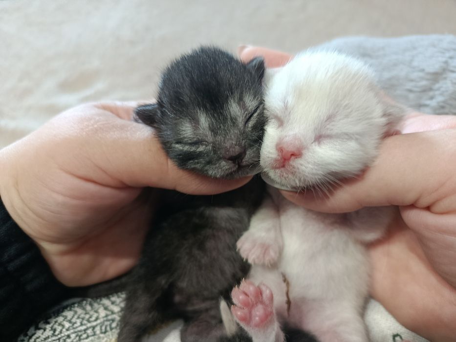 Кошенята мармурові скоріш фолд