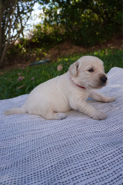Golden Retriever