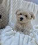 Hawańczyk -Havanese