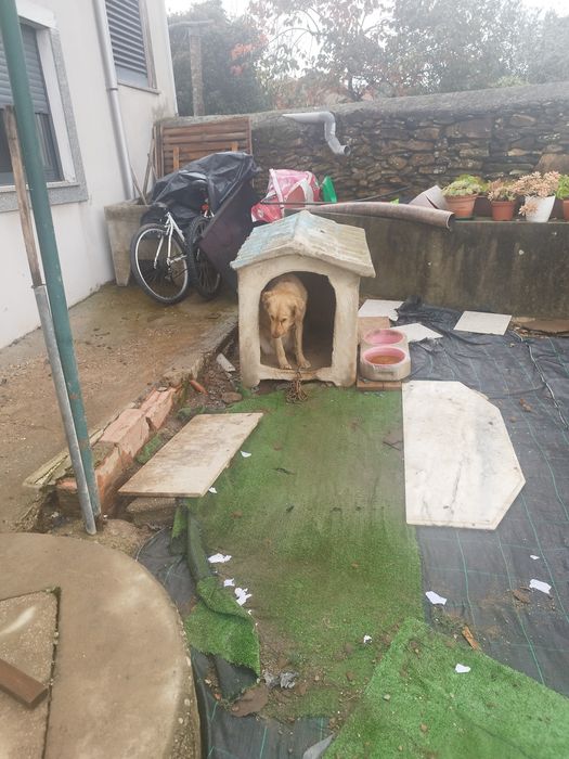 Urgente cadela para ad