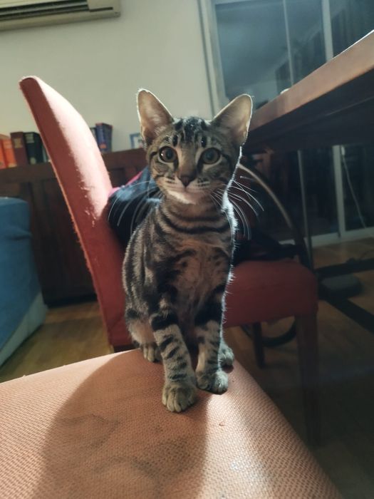 Gatinha 3 meses pra adocao