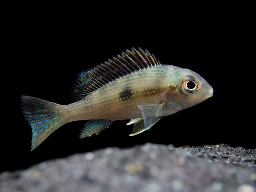 Ziemiojad Rio Gurupi - Geophagus - ODŁÓW - WF - dowóz, wysyłka