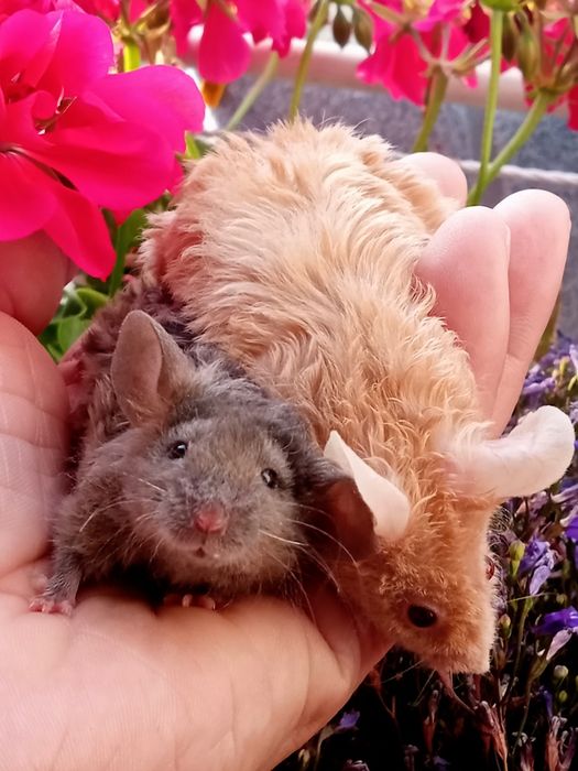 Myszy japońskie myszki rasowe samica,samiec mysz myszka