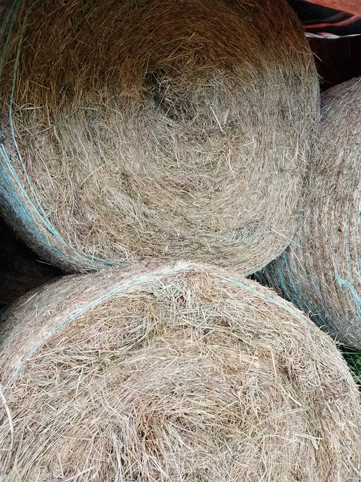 Sprzedam bele siana - drugi pokos