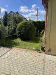 Bukszpan okaz 2,1  wysoki 2,6 metra szeroki