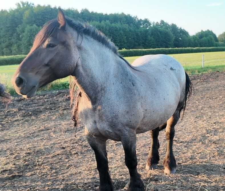 Klacz Zimnokrwista / FERA / wpis od księgi Nr.2210 W Wr.