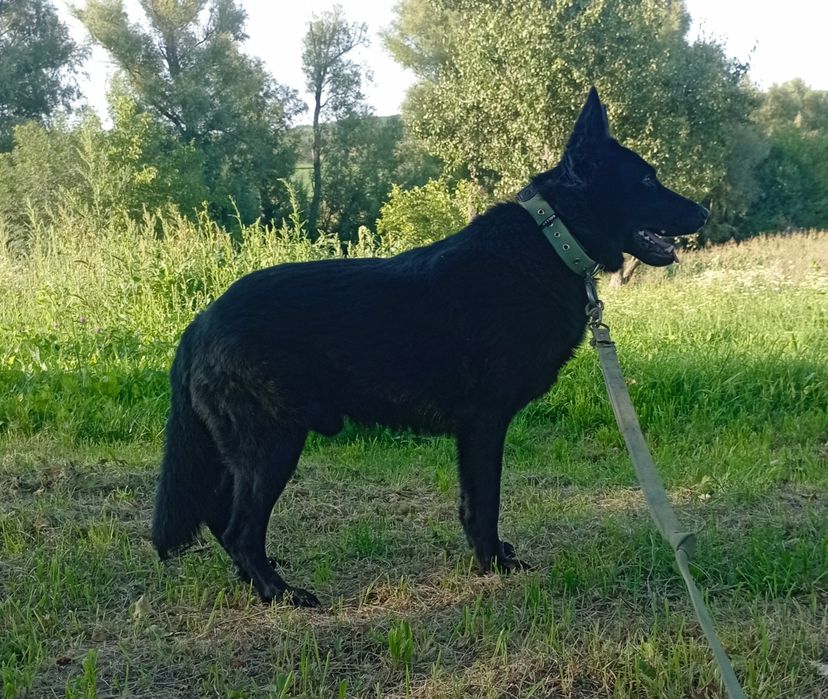 Підрощений Кобель німецької вівчарки