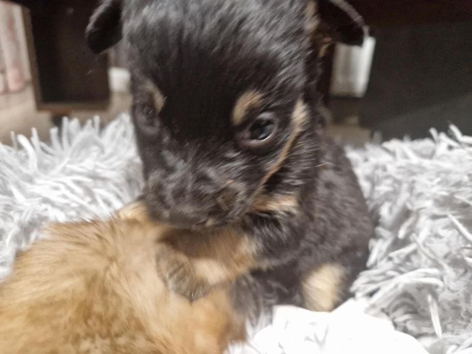 Szukamy rodzinki szukamy domku