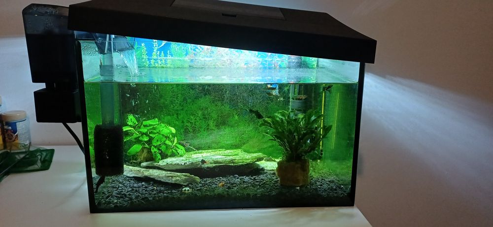 Akwarium z rybami i pełnym wyposażeniem