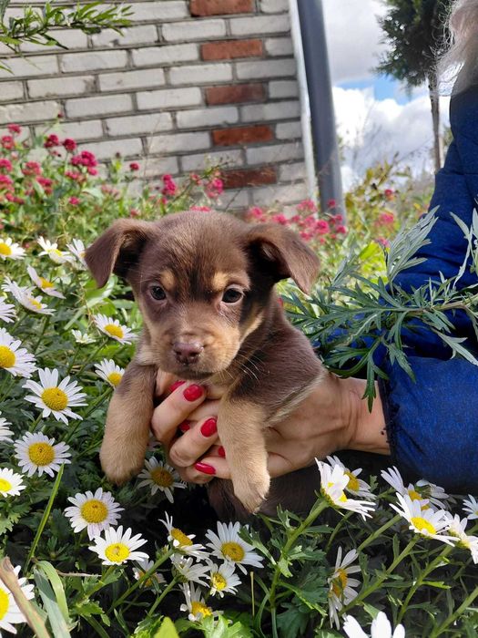 Śliczne szczeniaczki do oddania w dobre ręce