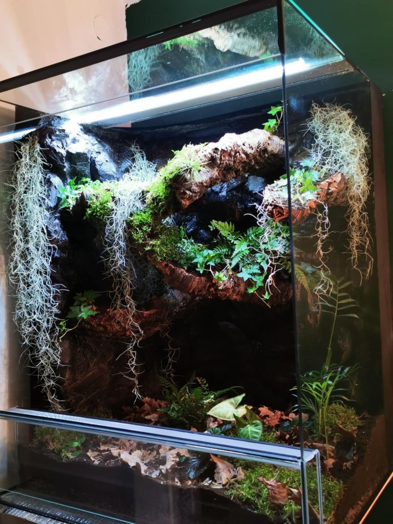 Terrarium tropikalne 40x40x60 gekon