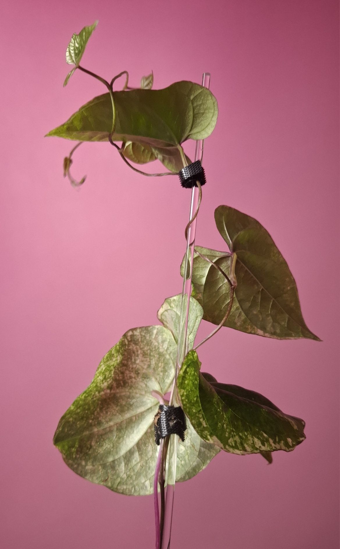 Dioscorea batatus Variegata