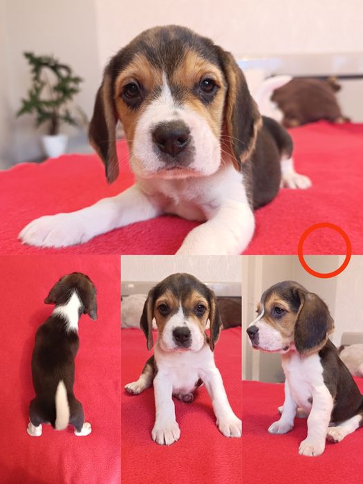 Beagle piesek z rodowodem