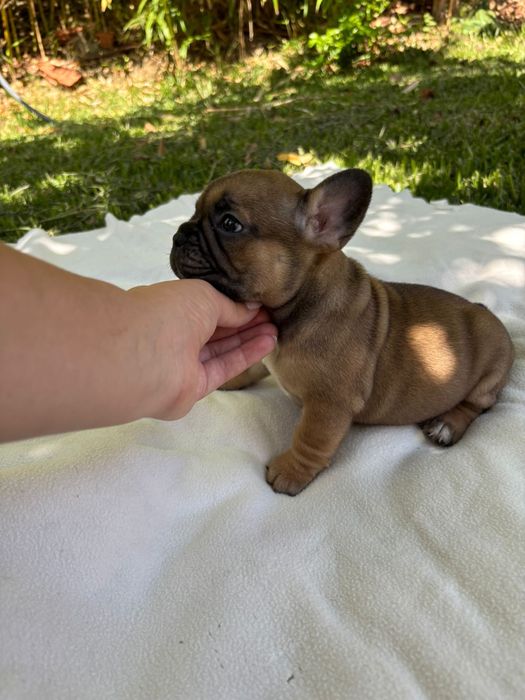 Bulldog Frances femea fawn