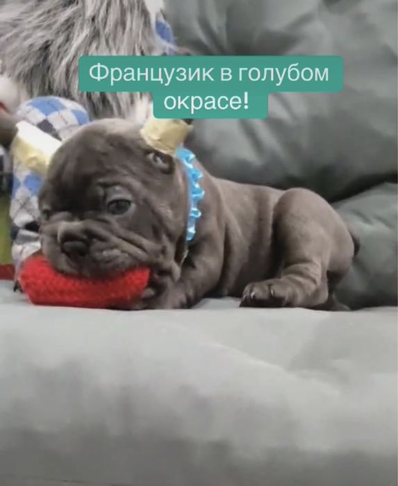 Чудо голубые глазки, голубой французик