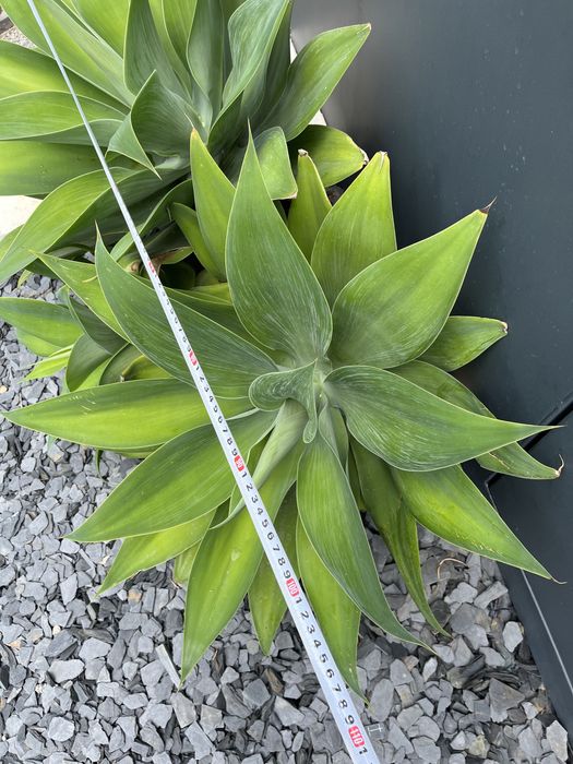 Agave Dragão - planta da Madeira