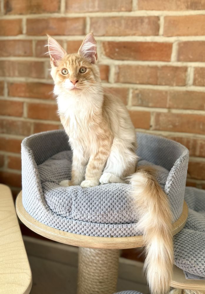 Inari Magnus*PL - kotka rasy Maine Coon gotowa do zmiany domu :)