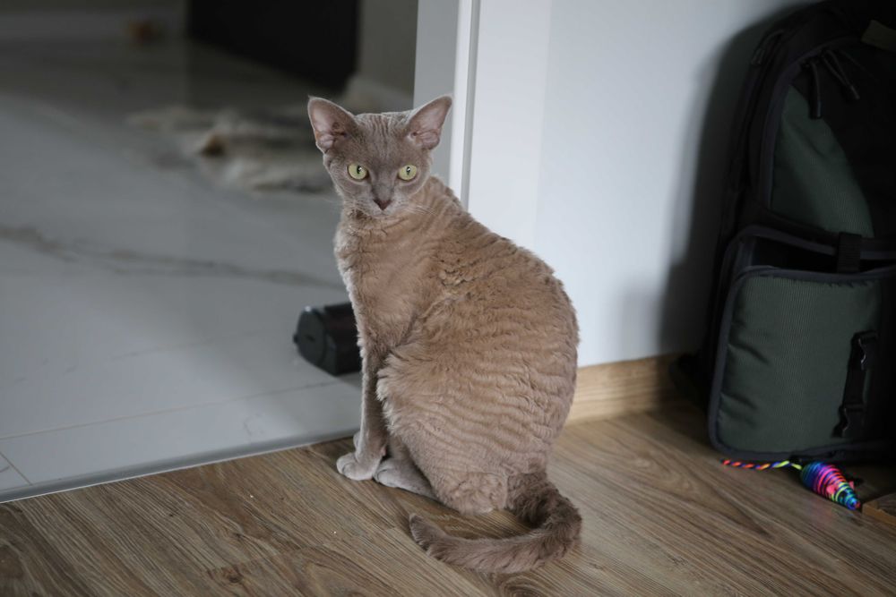 Canon EF 70-200mm f/2.8 L IS  II USM  Ostre Szkło