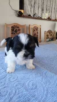 Szczeniaczki shih tzu