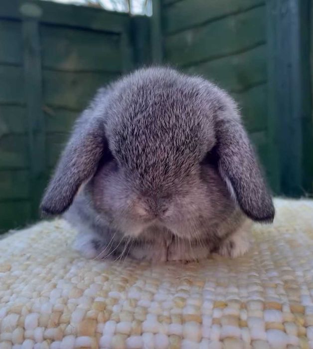 KIT Coelhos anões orelhudos, belier muito dóceis