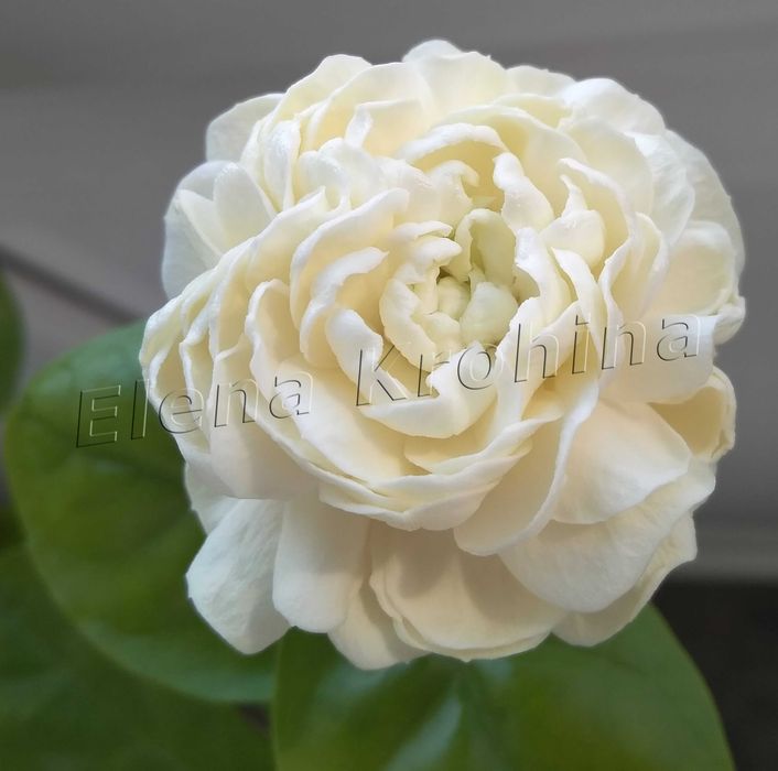 Жасмін Гранд Дюк