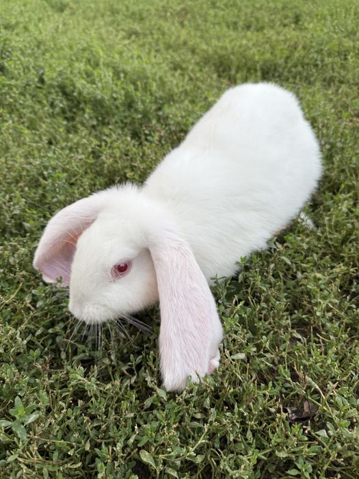 Sprzedam młodego barana francuskiego z przydomowej hodowli