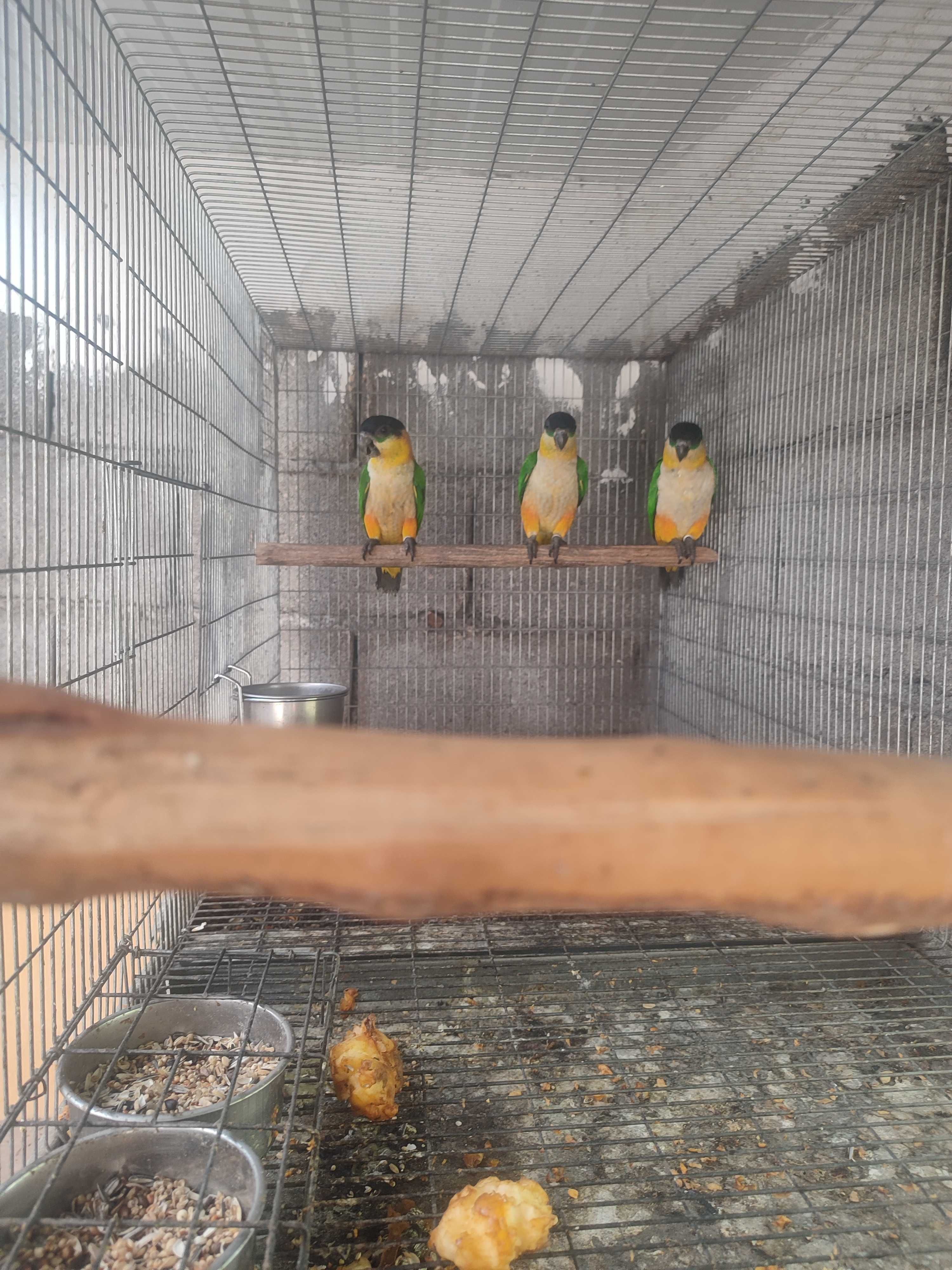 Marianinhas cabeça preta