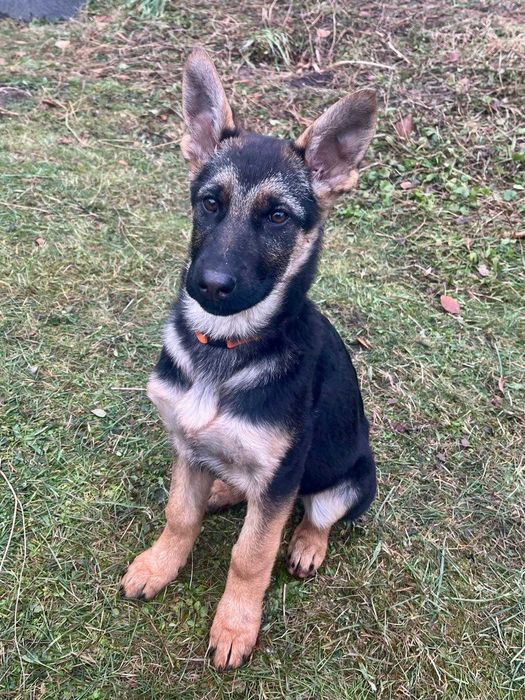 Owczarek niemiecki, śliczne, radosne pieski z rodowodem