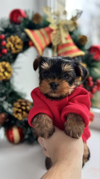 Йорк міні хлопчик