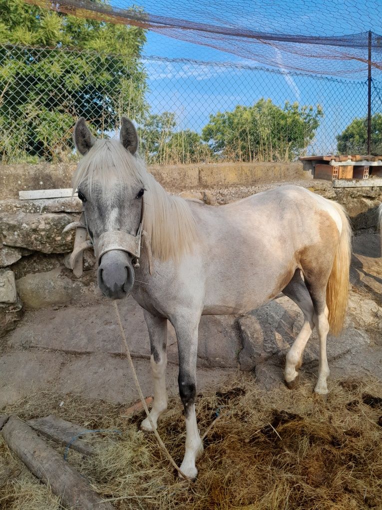 Cavalos para venda