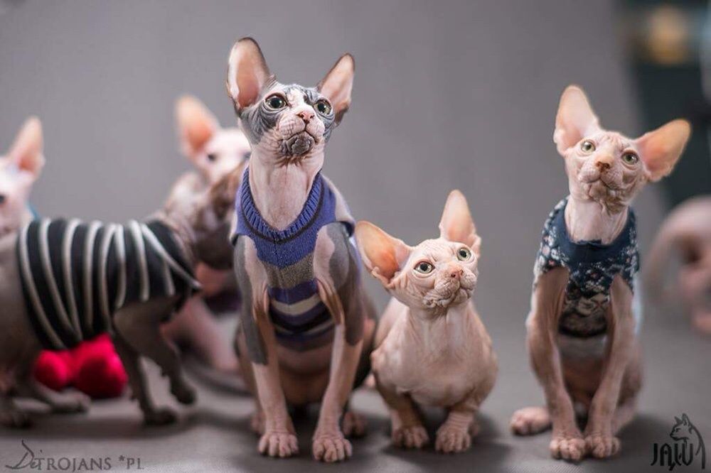 Czarne Kocie •Sfinks Sphynx‼️ poKastracji! W-wa / Sosnowiec / poznań..