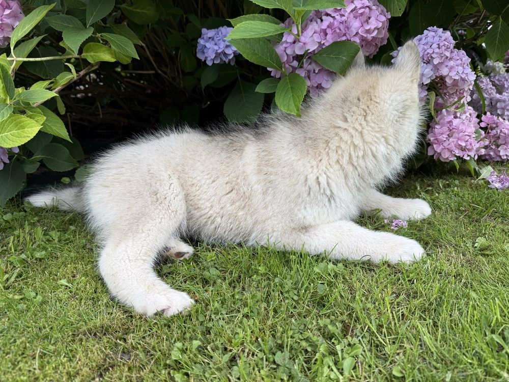 Piekny pies Siberian Husky