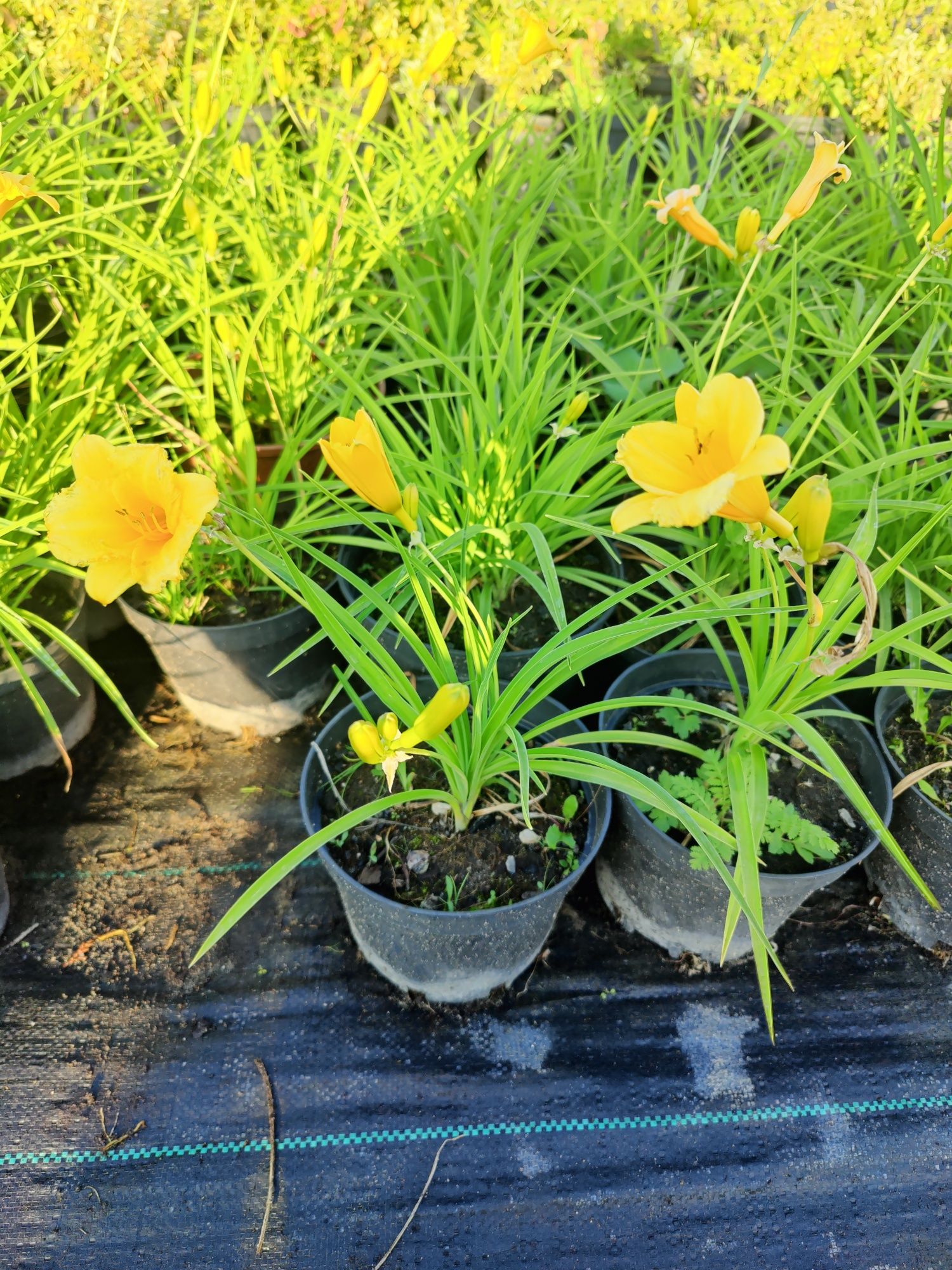 Liliowiec 'Stella de Oro' (Hemerocallis)