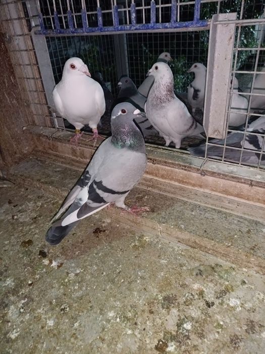 Pombos correios linha antiga