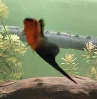 Mieczyk samiec ryba