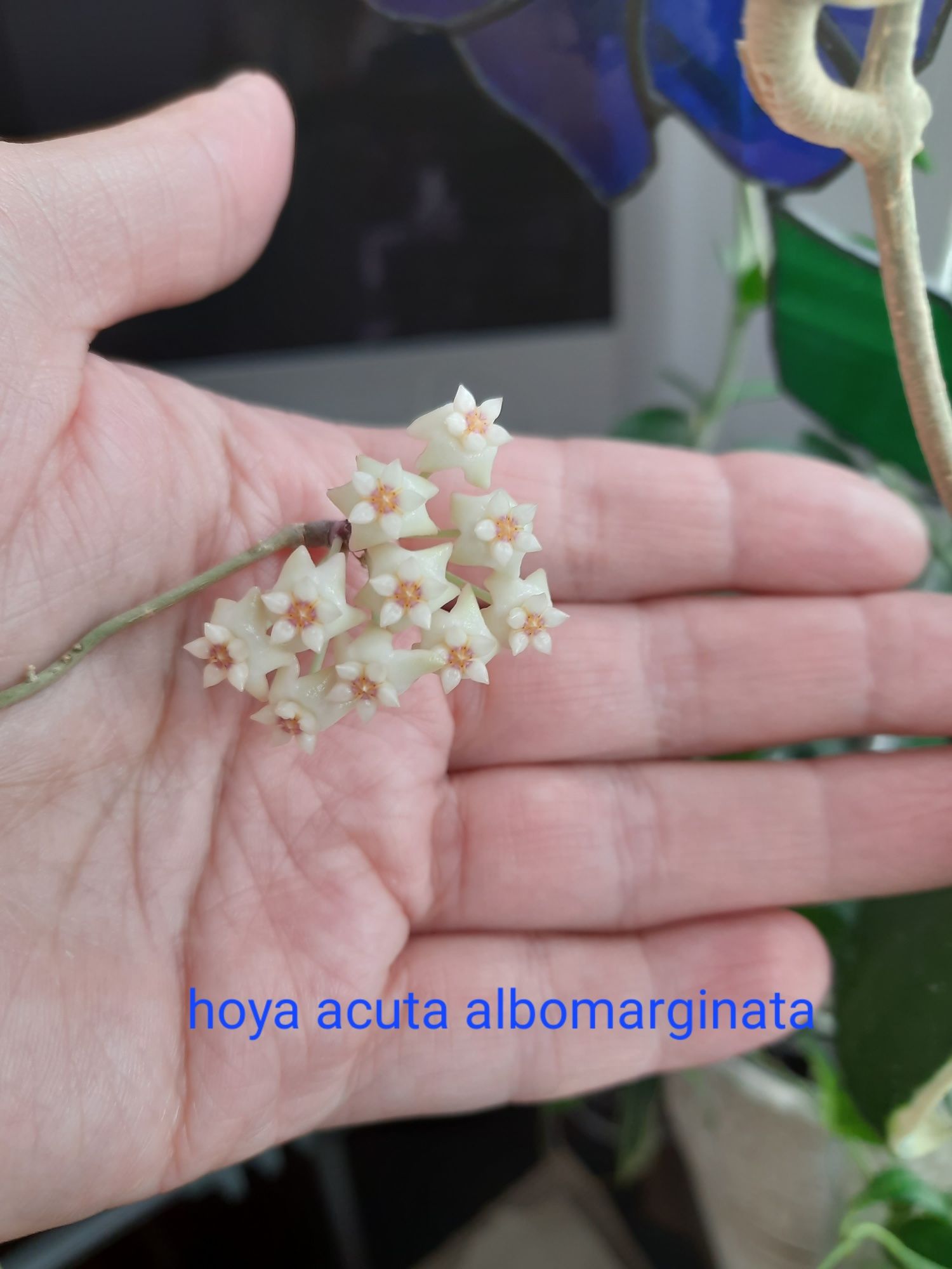 Hoya acuta albomarginata cieta 1 węzeł hoja hobby