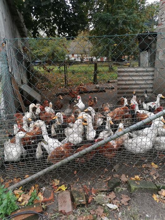 Sprzedam kaczki  tegoroczne