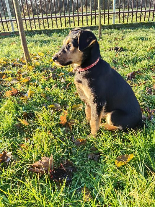 Pola  szczeniaka szuka domu