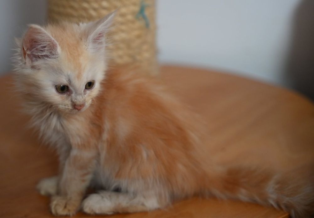 Maine Coon kotka ruda dymna FPL