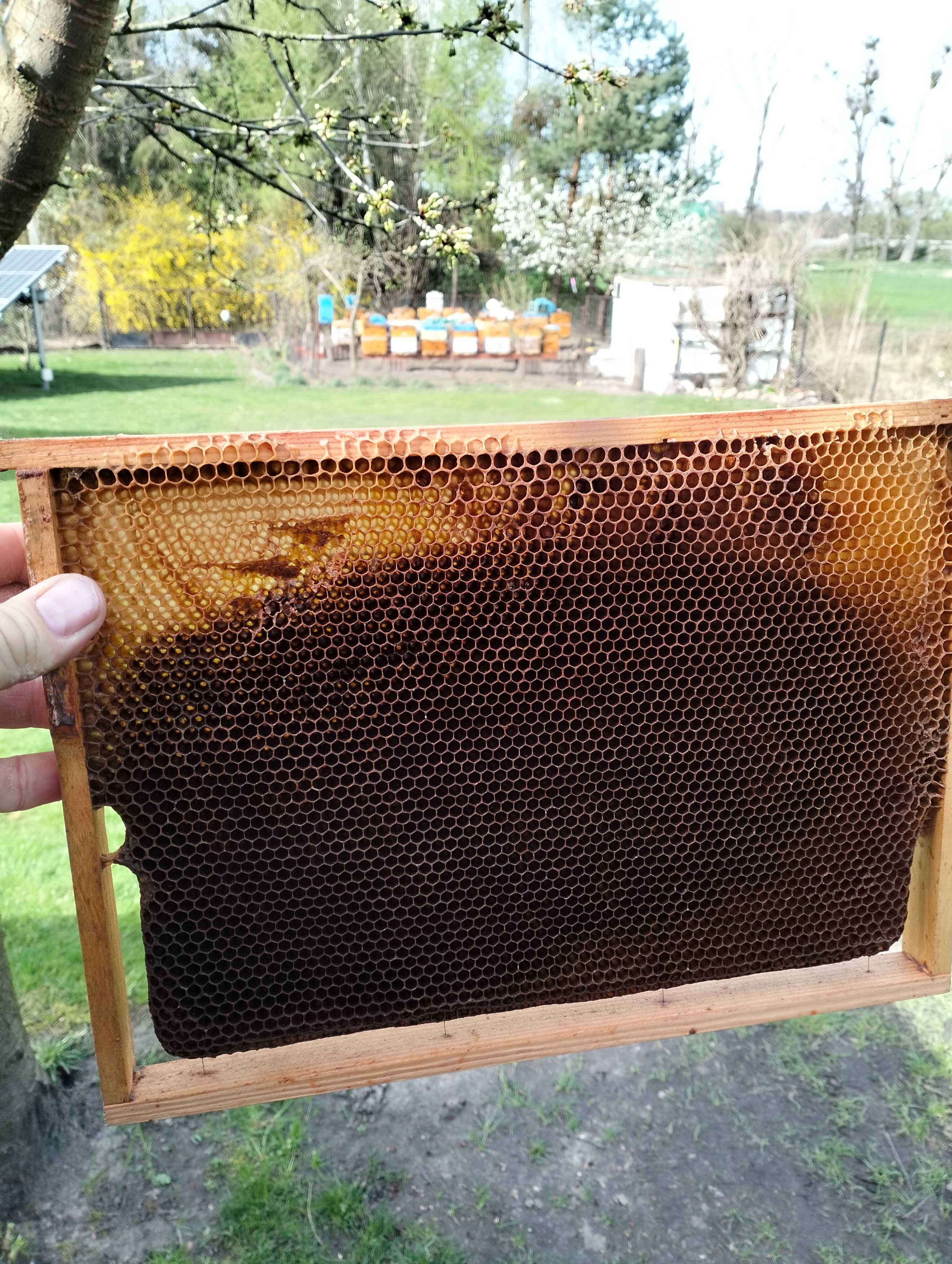 Susz pszczeli ramki z suszem rodziny odkłady pszczoły miód ram wlkp