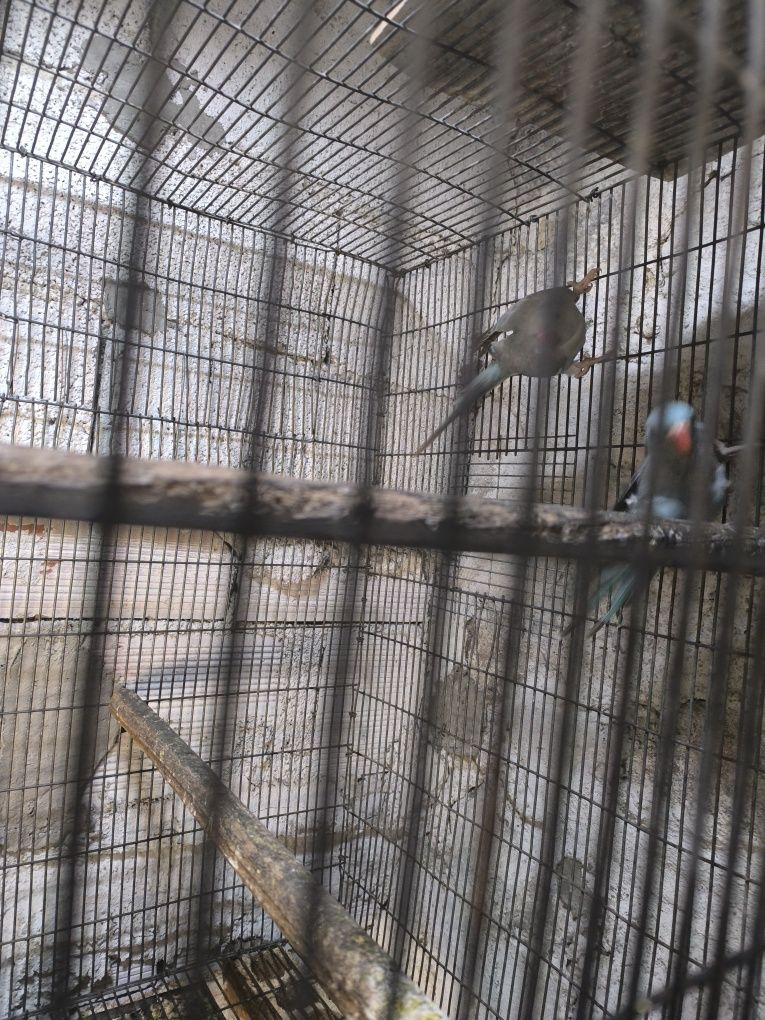 Karakakis e ryg netes troco por papagaio os estressados é favor contac