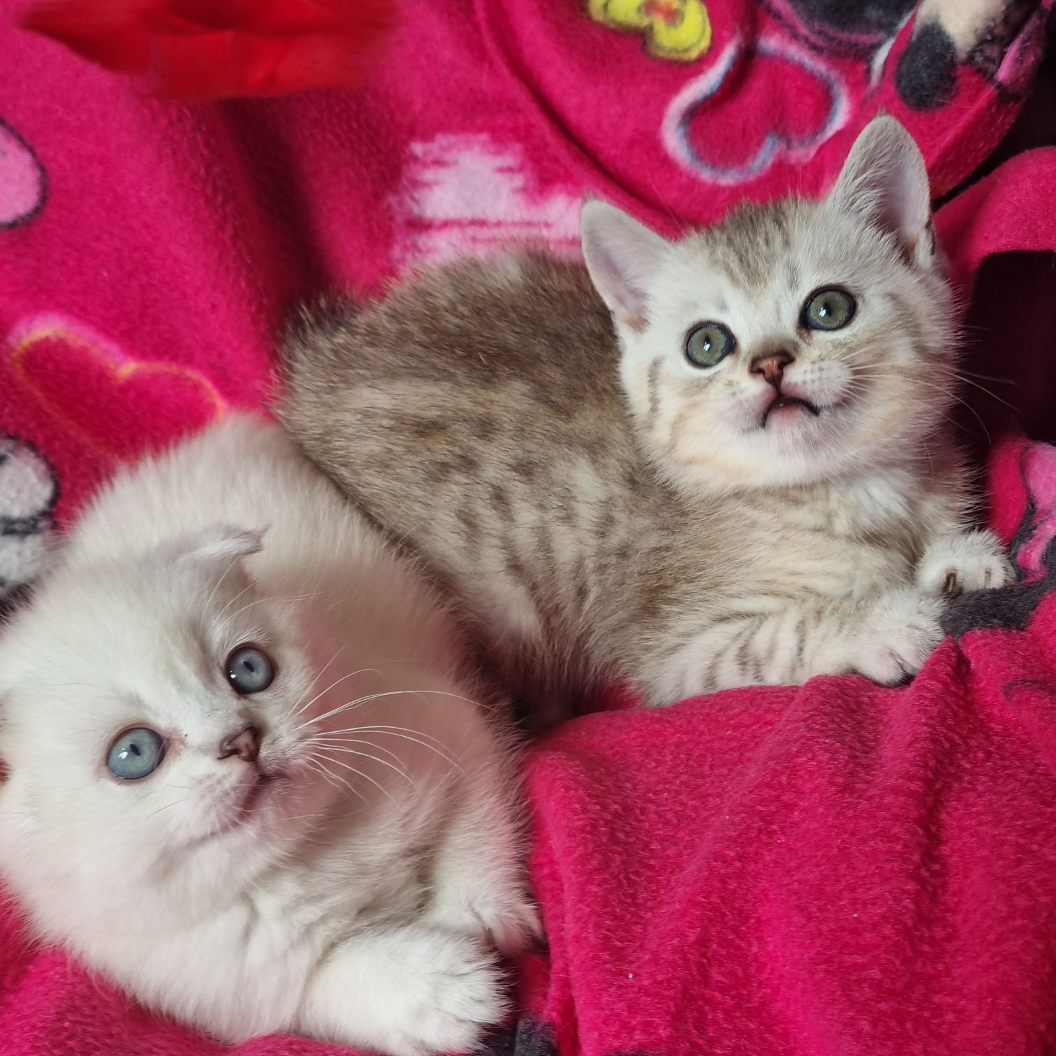 Срочно цена снижена  шикарные шотландские котики!