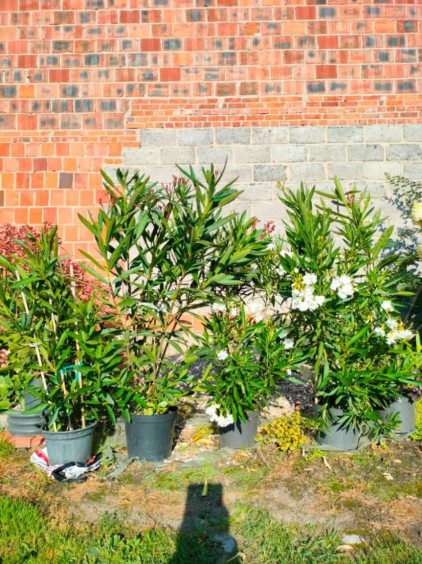 Sprzedam oleander