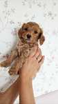 Pies maltipoo f1b piesek