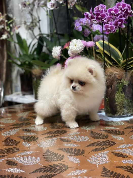 Породный мальчик