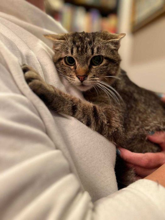 кошеня 8 місяців, лагідний котик,кіт, красивий