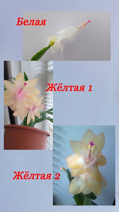 Шлюмбергера (рождественник). Разный цвет. Укоренённые черенки.