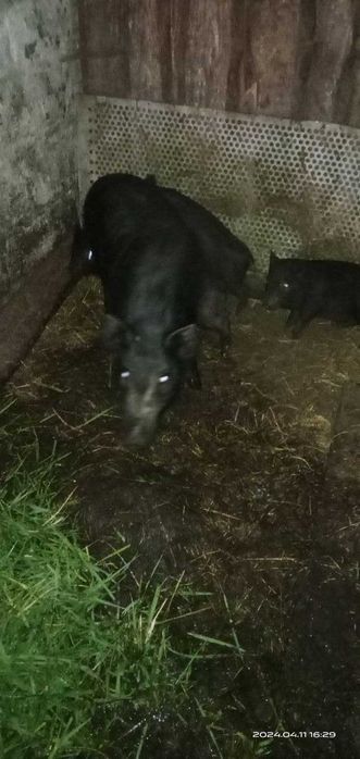 Продам вєтнамських поросят