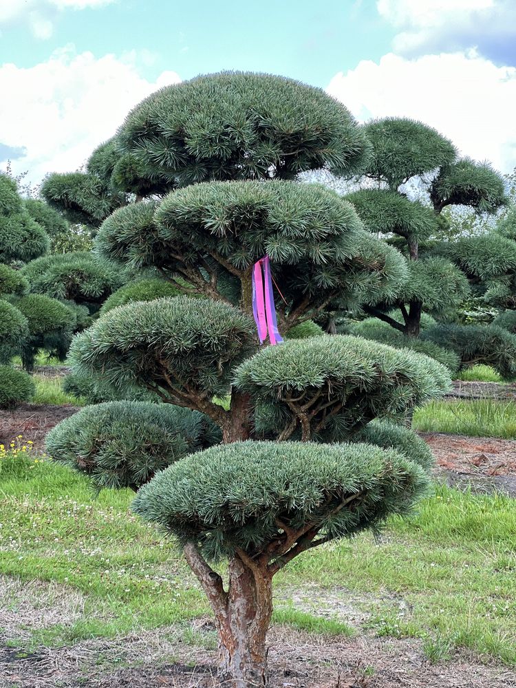 Bonsai niwaki duże drzewa sosna pinus Bonsai Park