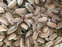 Porcellio cf. hoffmannseggi Sevilla Caramel isopody prosionki